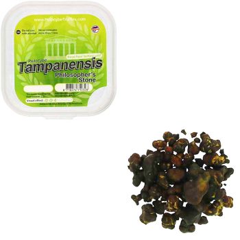 Tampanensis Magic Truffels (Psilocybe) smartific.nl