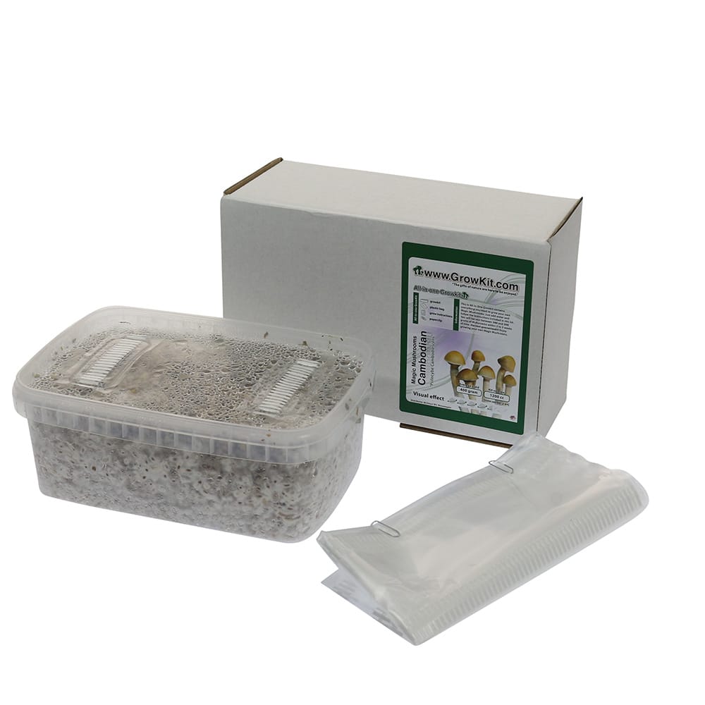 ✅ McSmart Cambodian Kit di coltivazione di funghi allucinogeni (Psilocybe cambodiescens) 1200 cc - Analisi - Funghi magici - Smartific.com