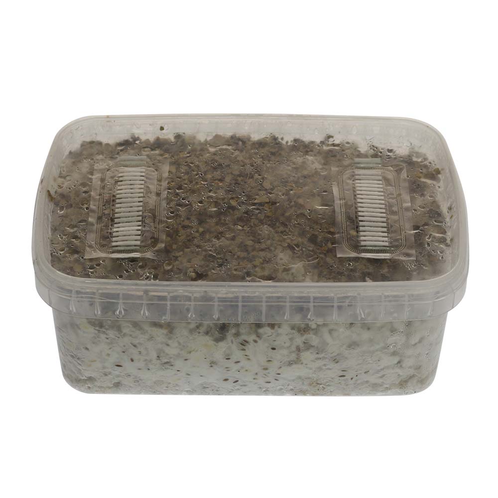 ✅ McSmart Cambodian Kit di coltivazione di funghi allucinogeni (Psilocybe cambodiescens) 1200 cc - Analisi - Funghi magici - Smartific.com