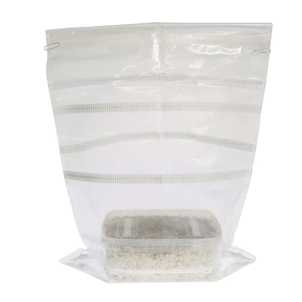 ✅ McSmart Cambodian Kit di coltivazione di funghi allucinogeni (Psilocybe cambodiescens) 1200 cc - Analisi - Funghi magici - Smartific.com