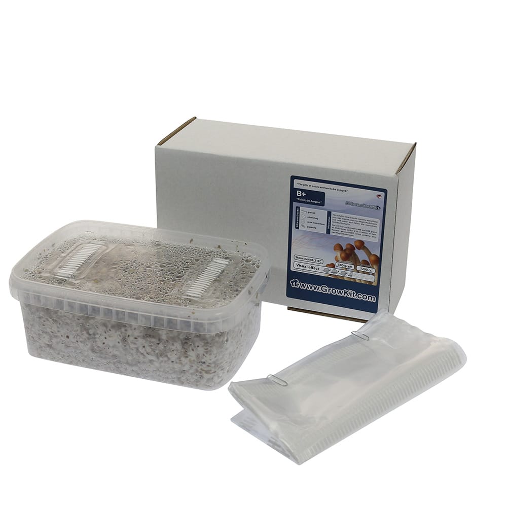 ✅ McSmart B+ Kit de cultivo de setas alucinógenas (Psilocybe Amplus) 1200 cc, análisis - Setas alucinógenas - Smartific.com