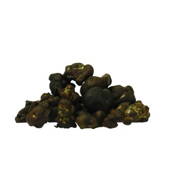 ✅ Smartific McSmart Tampanensis Magische Truffels (Psilocybe) Smartific.com