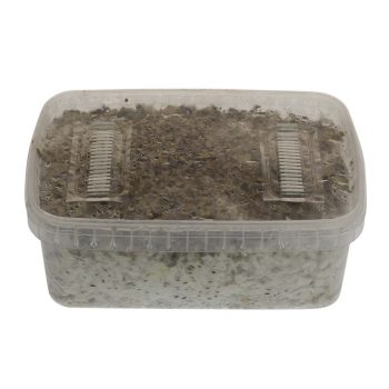 ✅ McSmart Golden Teacher Paddo Grow Kit (Psilocybe Aurumescens) 1200cc analyse - Magische Paddo's - Smartific.com
