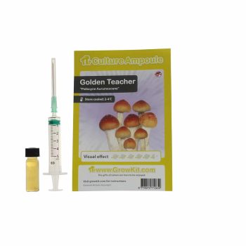 ✅ Culture Ampoule Golden Teacher Sporenspuit (Psilocybe Aurumescens) analyse - Magische Paddo's - Smartific.com