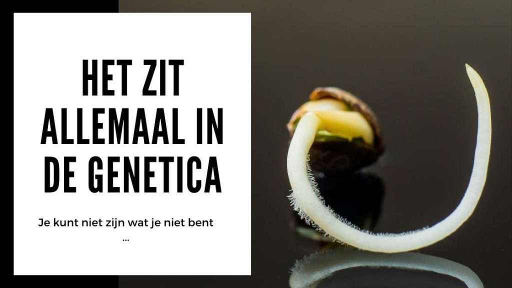 ✅ Prueba de semillas de cáñamo: todo está en la genética - Smartific
