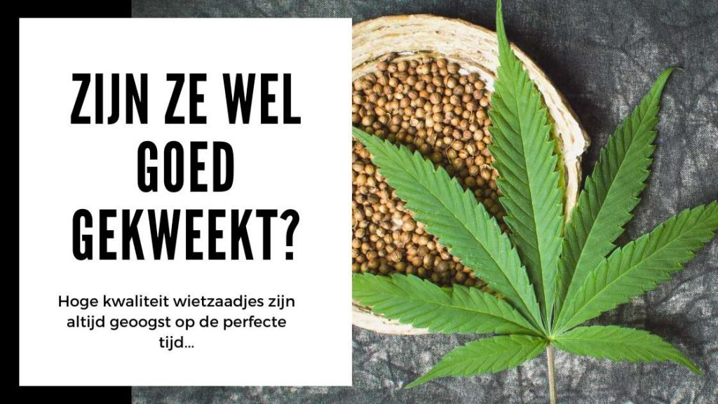 ✅ Prueba de semillas de cáñamo: ¿se han cultivado correctamente? - Smartific