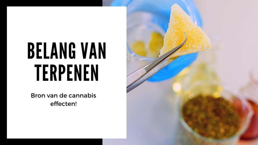 ✅ Der ultimative Leitfaden zu Terpenen – Die Bedeutung von Terpenen – Smartific