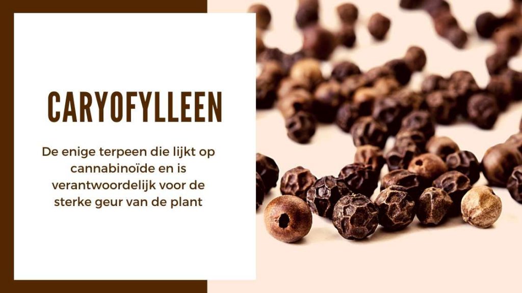 ✅ Der ultimative Terpen-Leitfaden – Caryophyllen – Smartific