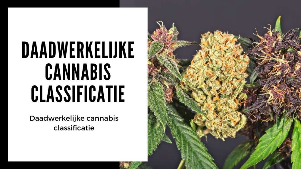 ✅ Der ultimative Terpen-Leitfaden – Die tatsächliche Klassifizierung von Cannabis – Smartific