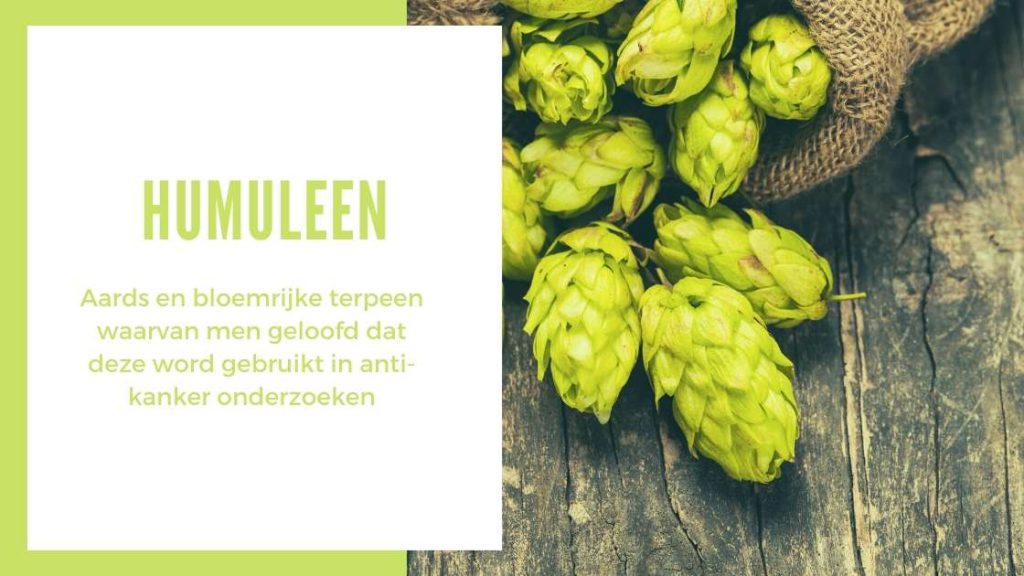 ✅ Der ultimative Terpen-Leitfaden – Humulen – Smartific
