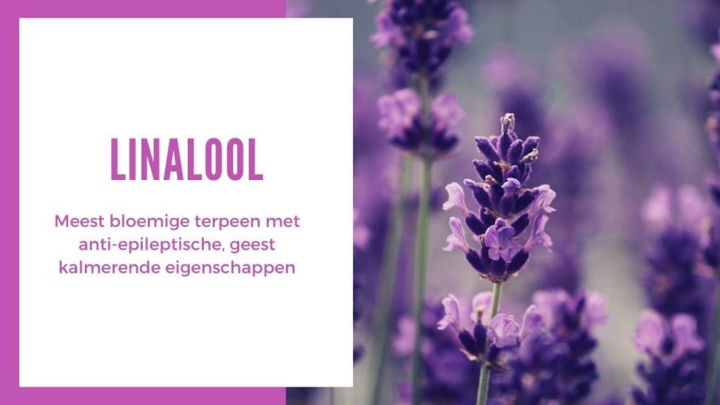 ✅ Der ultimative Terpen-Leitfaden – Linalool – Smartific