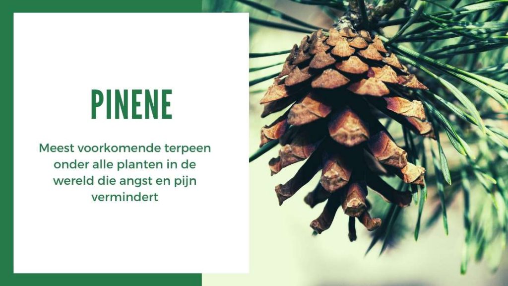 ✅ Der ultimative Terpen-Leitfaden – Pinen – Smartific