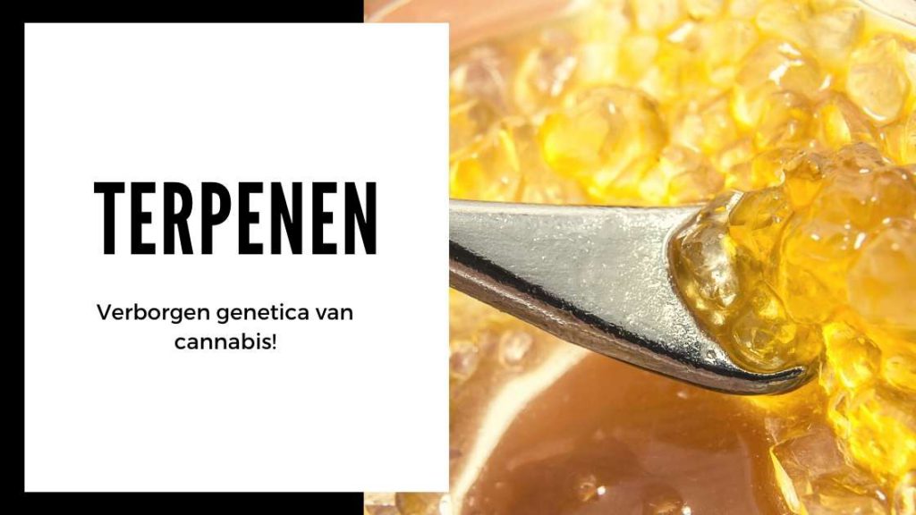 ✅ Der ultimative Terpen-Leitfaden – Die verborgenen genetischen Eigenschaften von Cannabis! – Smartific