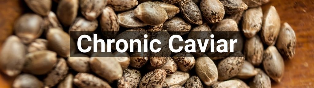 ✅ Alle Chronic Caviar producten - Smartific.com