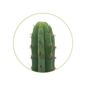 Bridgesii 100 seeds contents McMystic