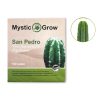 Trichocereus Pachanoi Front view + contents McMystic