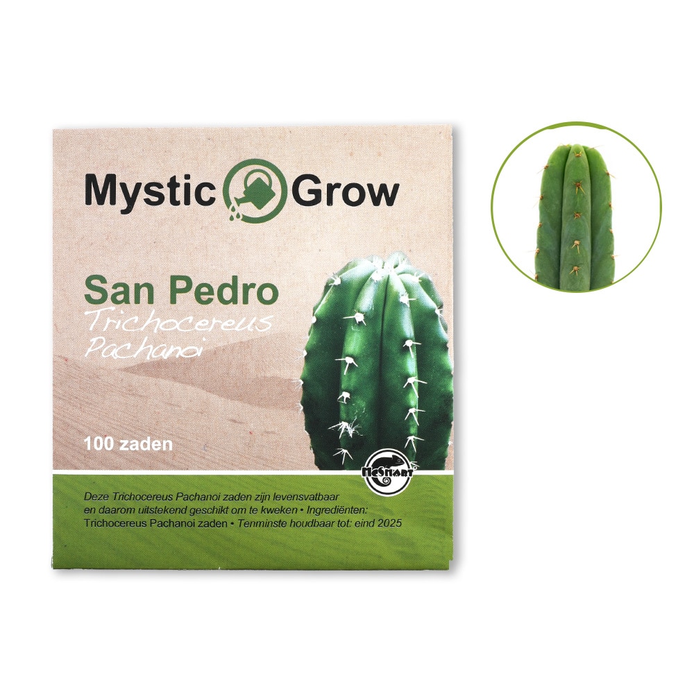 Trichocereus Pachanoi Vue de face + contenu McMystic