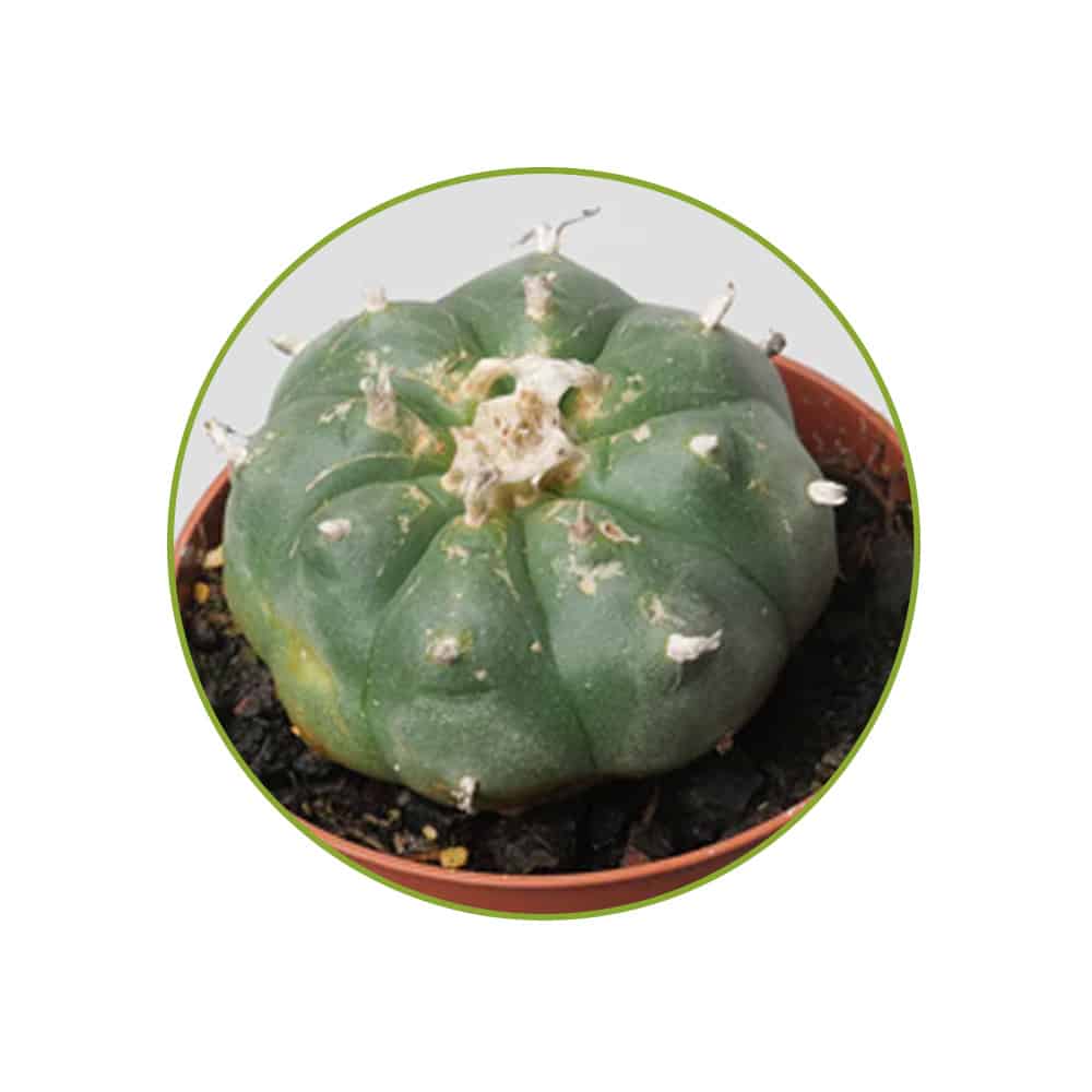 Williamsii McMystic contents