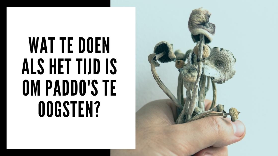 Récolter des champignons hallucinogènes cultivés