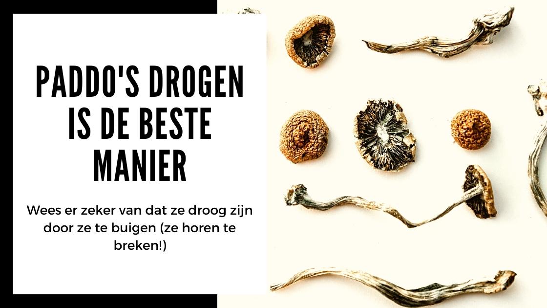 Comment faire sécher les champignons hallucinogènes de la meilleure façon possible