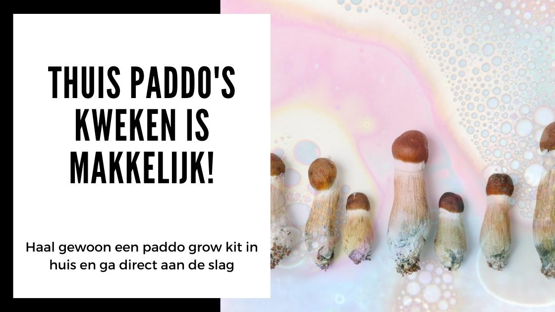 Cultiver des champignons hallucinogènes chez soi avec un kit de culture