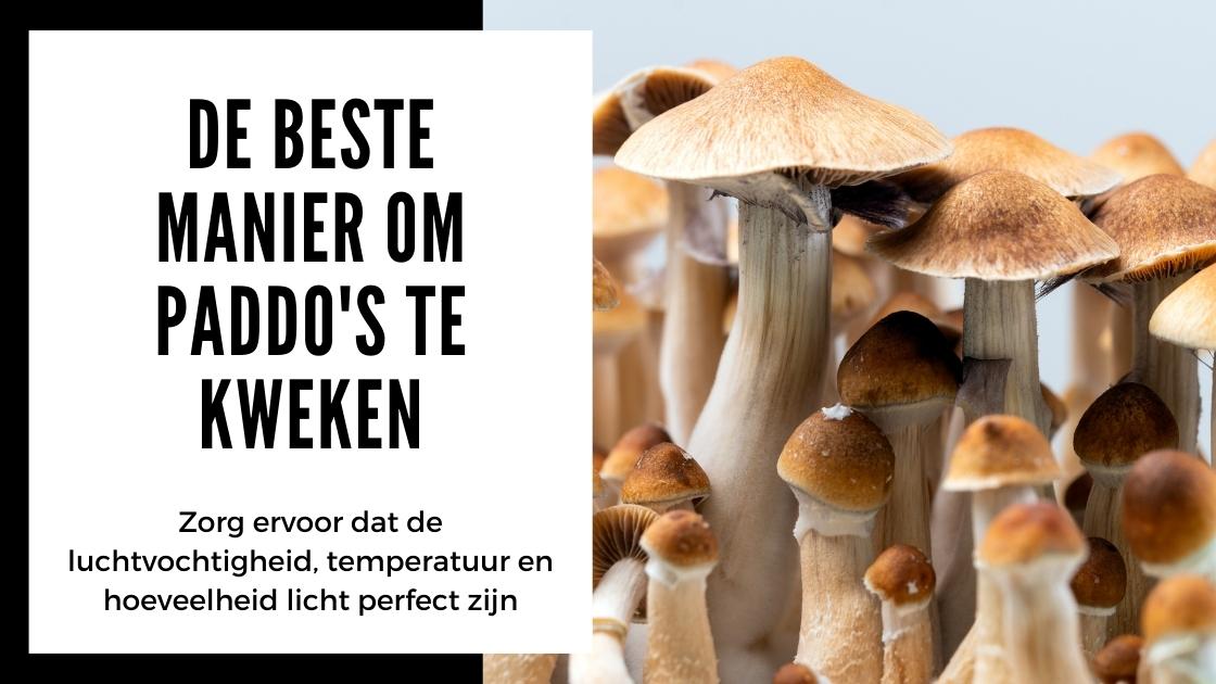 Conseils pour cultiver des champignons magiques