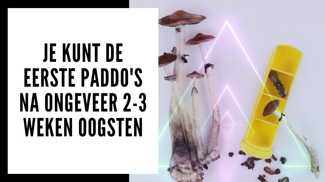 Quand récolter un kit de culture de champignons hallucinogènes
