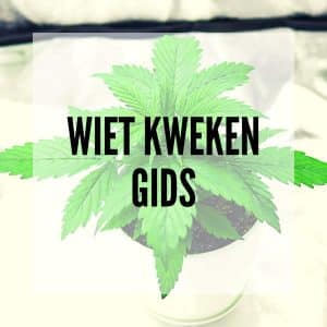 Wiet kweken: alles dat je moet weten over de wietplant