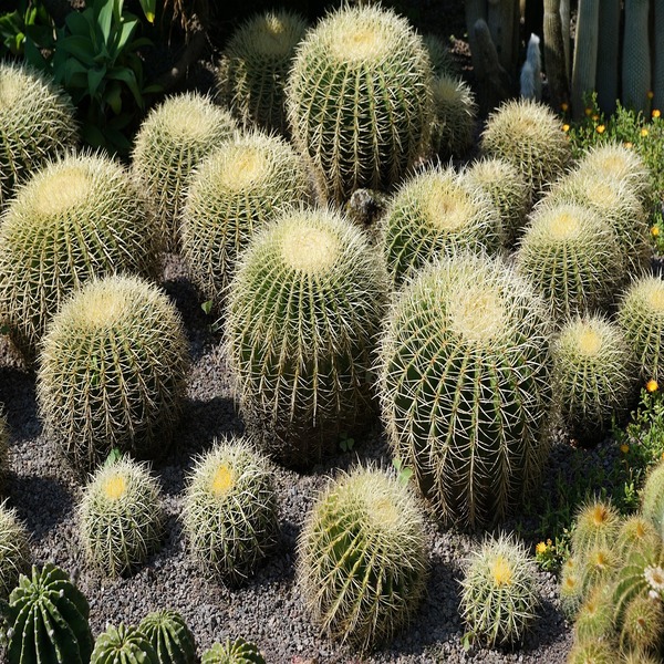 Las maravillas de los cactus que contienen mescalina
