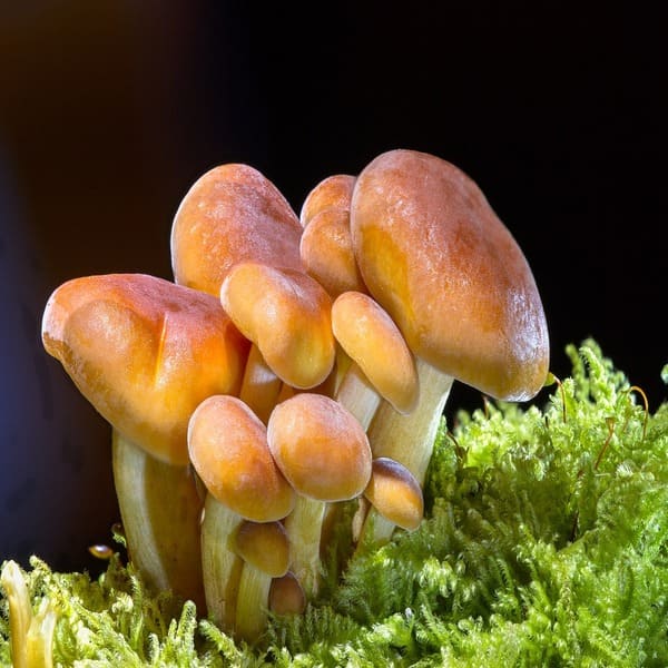 El ciclo de vida biológico de las setas alucinógenas