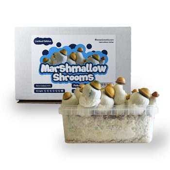 Kit de culture « Marshmallow Shrooms » - Face avant - Smartific