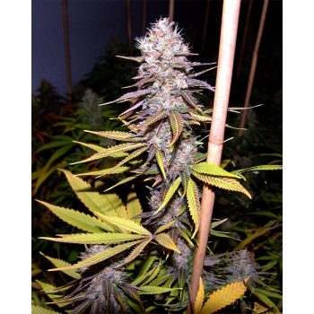 Lavender Soma Seeds plante entière