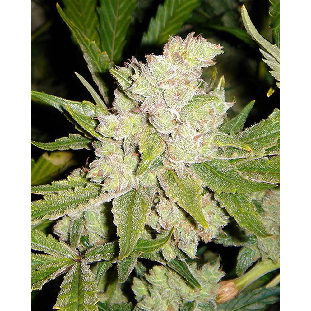 SoGouda Soma Seeds Whole Plant