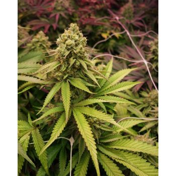 True OG Soma Seeds Whole Plant