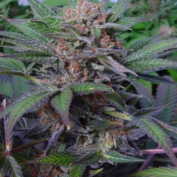somango Autoflower Soma Seeds wholeplant