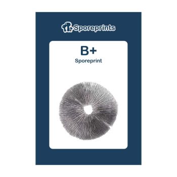 B+ Sporeprint 2