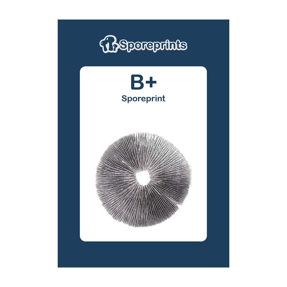 B+ Sporeprint 2