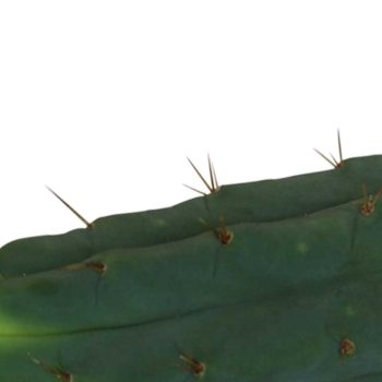 Cutting Bridgesii 25–29 cm 2