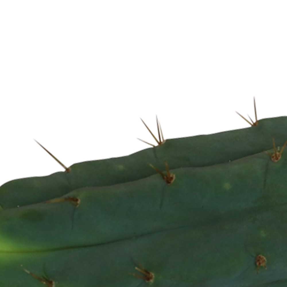 Cutting Bridgesii 25–29 cm 2