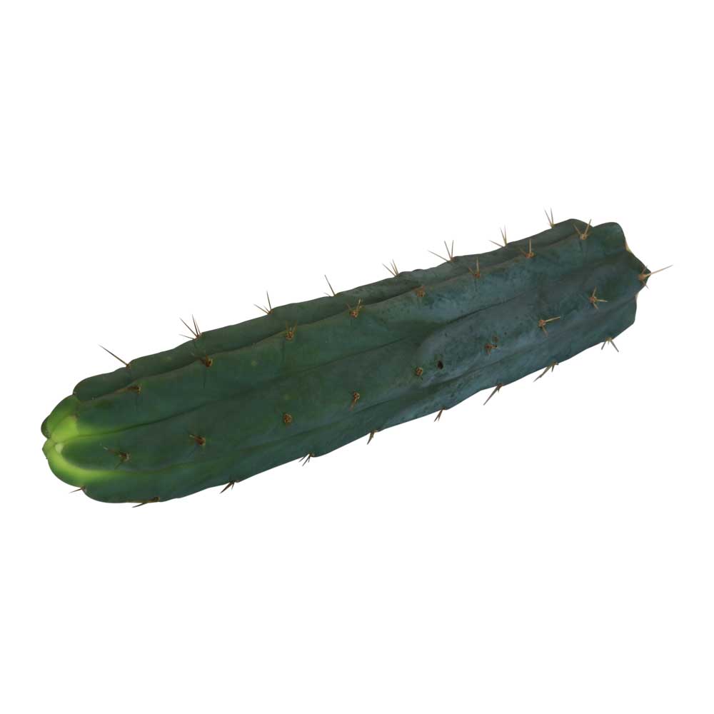 Cutting Bridgesii 10 – 11.5 inches