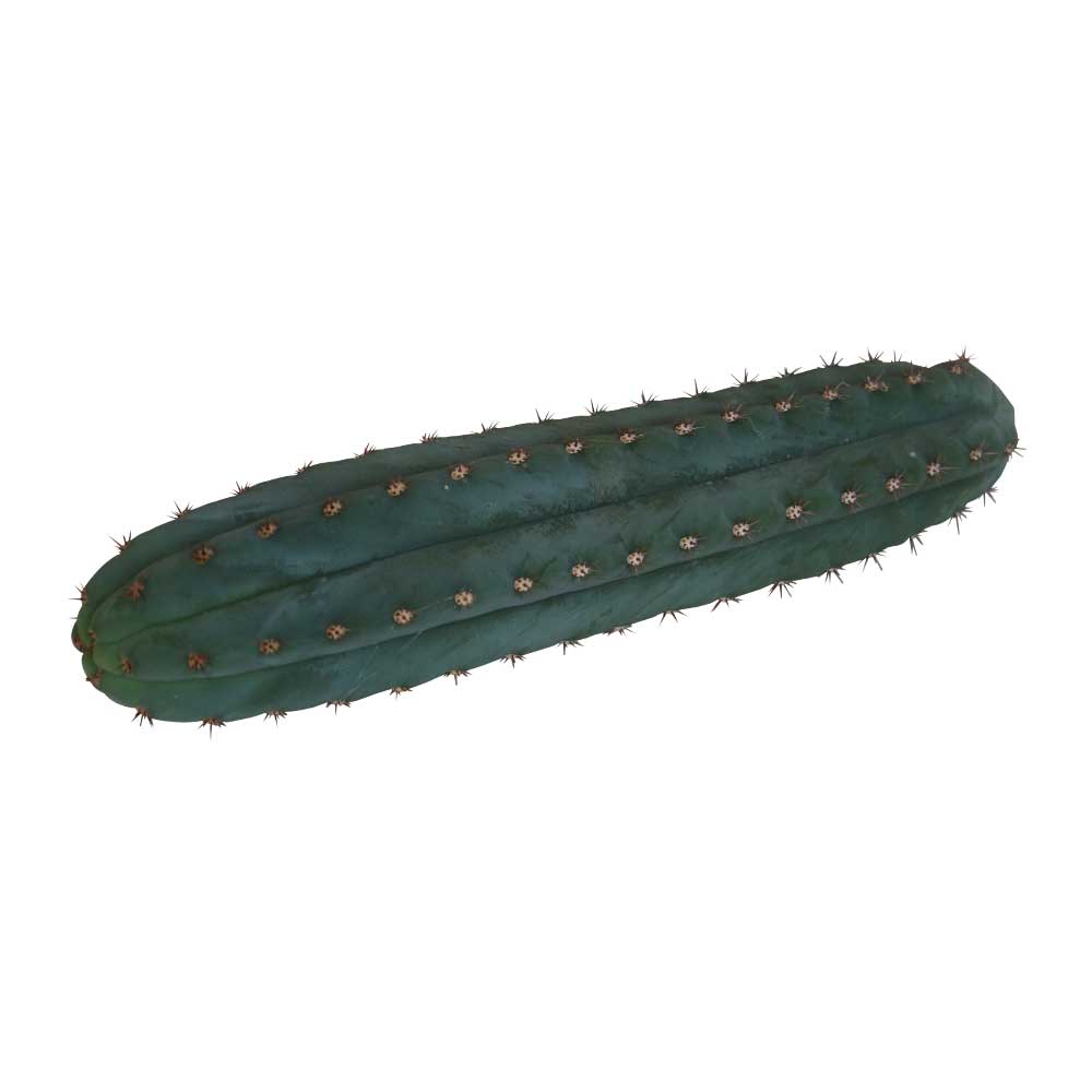 San Pedro Pachanoi cutting 10 – 12 inches