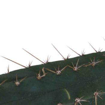 San Pedro coupe Pachanoi 25 – 29 cm 1
