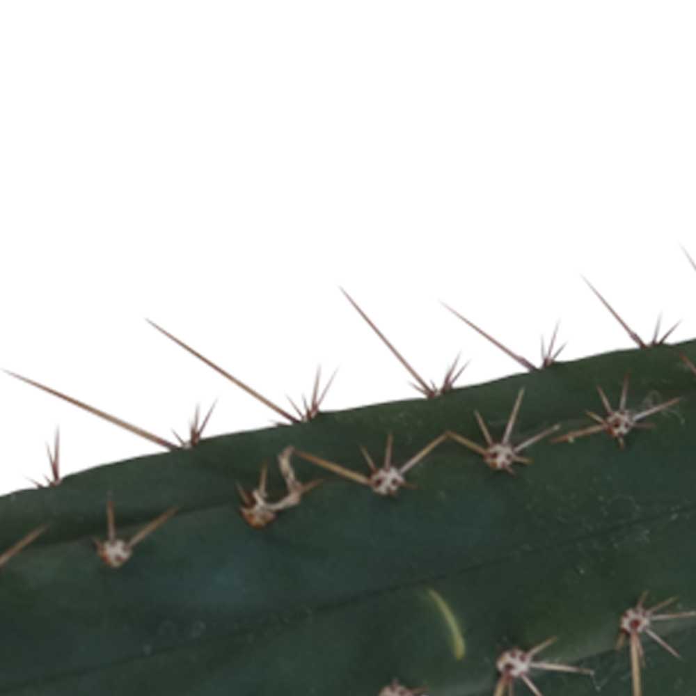 San Pedro coupe Pachanoi 25 – 29 cm 1