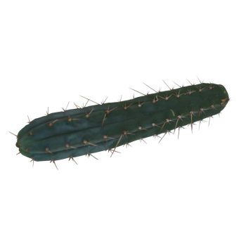 Découpe Macrogona 25 – 29 cm 1