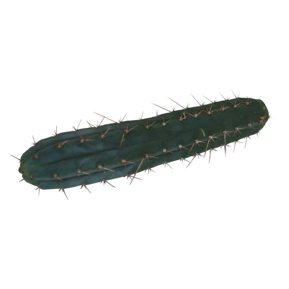 Découpe Macrogona 25 – 29 cm 1