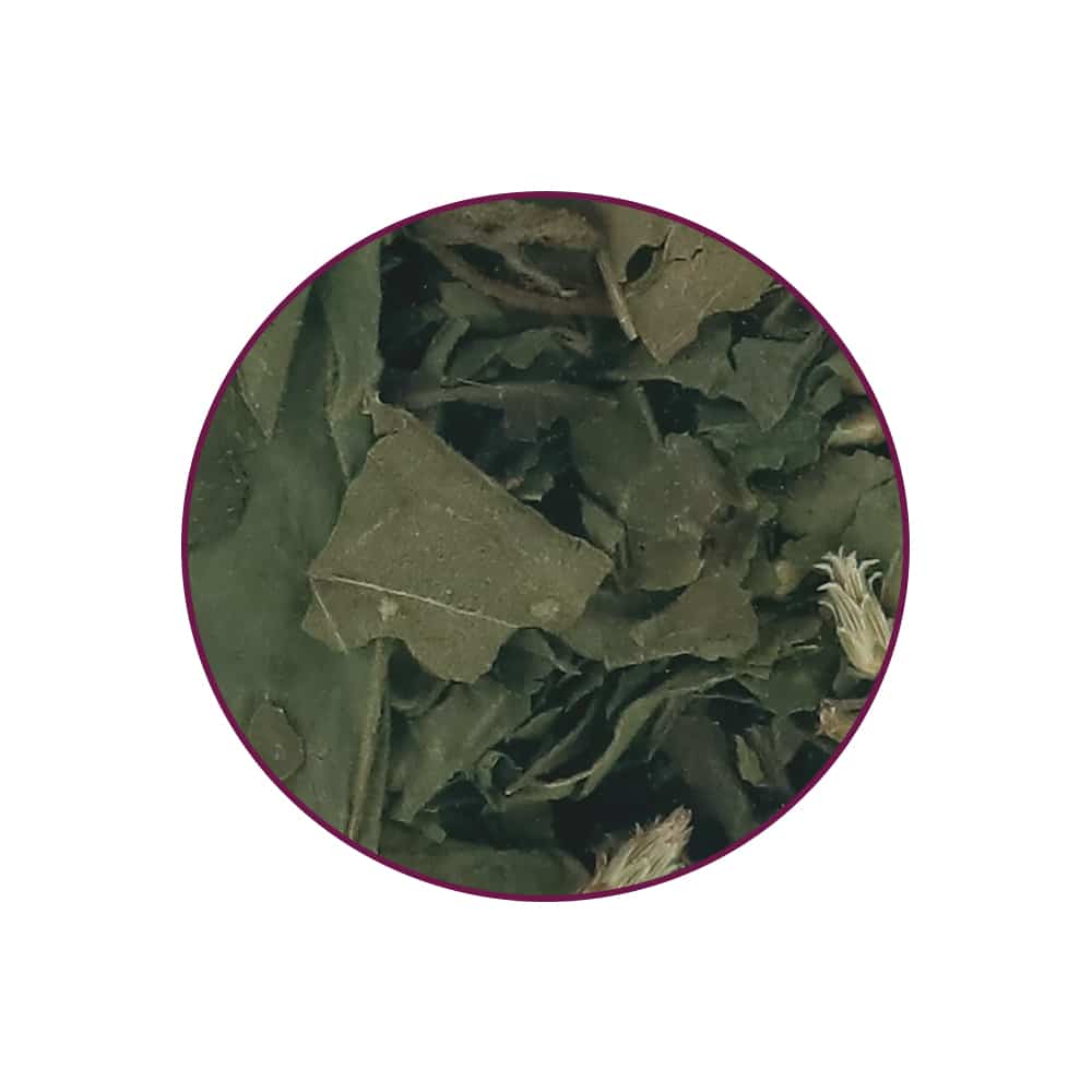 Dreamherb Contents