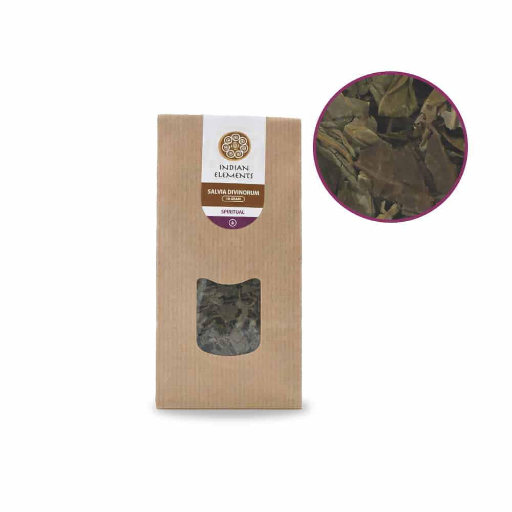 Salvia Divinorum Vue de face - Sommaire