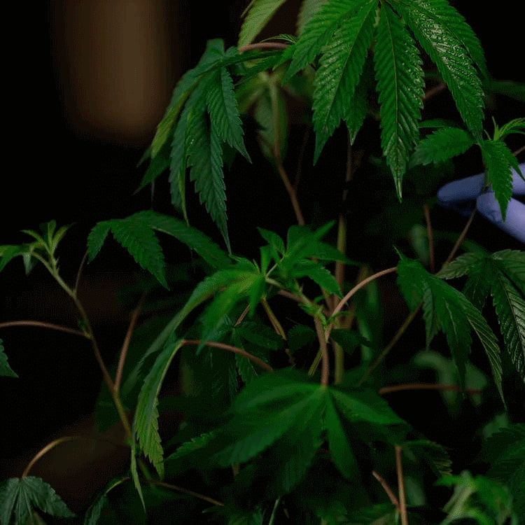 Genetik und Qualität der Cannabispflanze bei Wietzaadjes