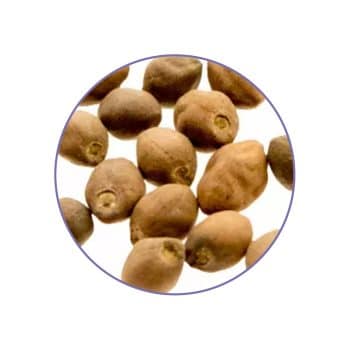 Ololiuqui Seeds, productfoto 2