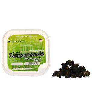 ✅ Smartific McSmart Tampanensis Magische Truffels (Psilocybe) Smartific.com